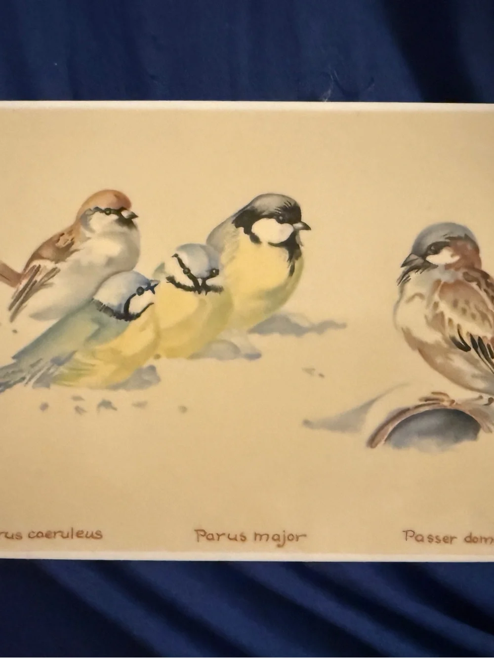 Villeroy & Boch Edith Holden Cerulean and Yellow Songbirds Art Porcelain